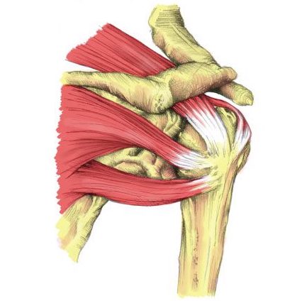 Rotator Cuff Tendinopathy - Connect Healthcare